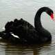 BlackSwan1822