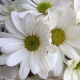 white.daisy